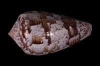 藏品(花瑪瑙芋螺)的圖片